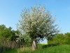 Germany Karlsruhe Rheinauen Spring Picture