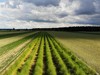 Germany Karlsruhe Rheinauen Spring Picture