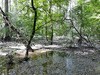 Germany Karlsruhe Rheinauen Spring Picture