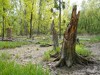 Germany Karlsruhe Rheinauen Spring Picture