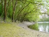 Germany Karlsruhe Rheinauen Spring Picture