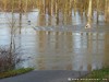 Germany Karlsruhe Rheinauen Winter Picture