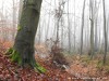 Germany Karlsruhe Rheinauen Winter Picture