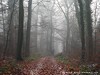 Germany Karlsruhe Rheinauen Winter Picture