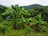 Guadeloupe Island Picture