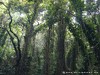 Guadeloupe Rainforest Picture