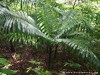 Guadeloupe Rainforest Picture