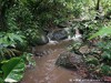 Guadeloupe Rainforest Picture