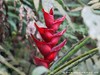 Guadeloupe Rainforest Picture