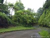 Guadeloupe Rainforest Picture