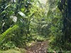 Guadeloupe Rainforest Picture