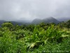 Guadeloupe Rainforest Picture