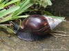 Guadeloupe Rainforest Picture