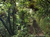 Guadeloupe Rainforest Picture