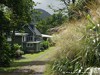 Guadeloupe Rainforest Picture