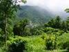 Guadeloupe Rainforest Picture