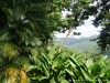 Guadeloupe Rainforest Picture