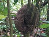 Guadeloupe Rainforest Picture