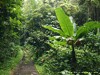 Guadeloupe Rainforest Picture