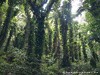 Guadeloupe Rainforest Picture