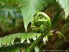 Guadeloupe Soufriere Picture