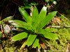 Guadeloupe Soufriere Picture