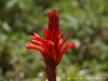 Guadeloupe Soufriere Picture