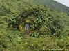 Guadeloupe Soufriere Picture