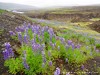 Iceland Aldeyjarfoss Picture