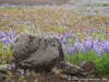 Iceland Aldeyjarfoss Picture