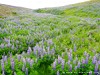 Iceland Aldeyjarfoss Picture