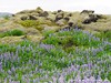 Iceland Country Picture