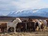 Iceland Horses Picture