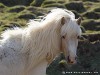 Iceland Horses Picture