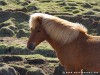 Iceland Horses Picture