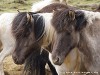 Iceland Horses Picture