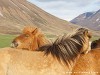 Iceland Horses Picture
