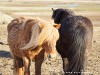 Iceland Horses Picture