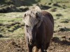 Iceland Horses Picture