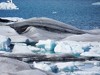 Iceland Lagoon Picture