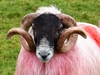 Ireland County Galway Picture