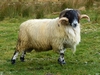 Ireland County Galway Picture
