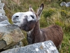 Ireland County Galway Picture