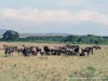 Kenya Mara Picture
