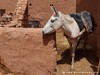 Morocco Ait Ben Haddou Picture