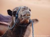 Morocco Erg Chebbi Picture