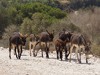 Morocco Coast Picture