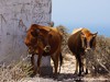 Morocco Coast Picture