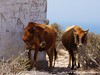 Morocco Coast Picture