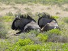 Namibia Etosha Picture